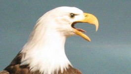 eagle